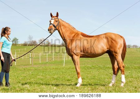 Young woman riding trainer holding purebred chestnut horse. Exterior image with side view. Multicolored summertime outdoors image.