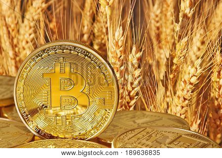 Bitcoins (new virtual currency) against the background of wheat. Conceptual photo.