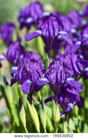 Close-up of violet irises. Selective focus and shallow depth of field