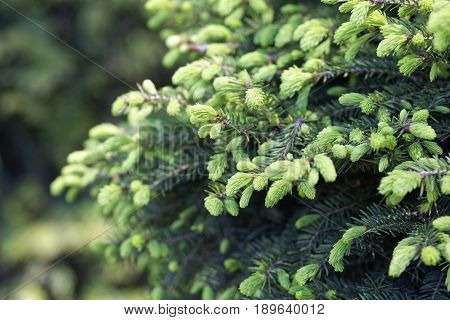 Close-up of Picea abies Inversa, garden spruce. Selective focus and shallow depth of field
