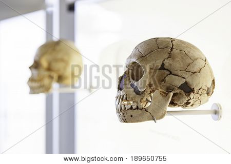 Prehistoric Human Skulls