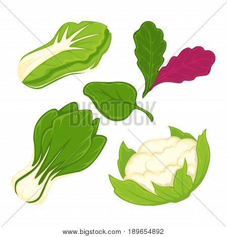 Lettuce salads or cabbage vegetables of cauliflower and arugula, brussels sprouts, chinese napa or pak choi, sorrel, chicory and spinach or radicchio. Vector isolated flat icons