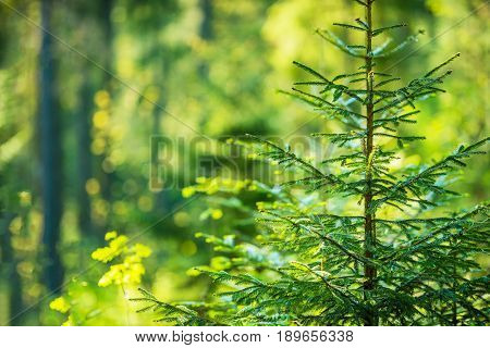Growing Forest Theme. Few Years Old Spruce in the Sunny Forest. Summer Vegetation.