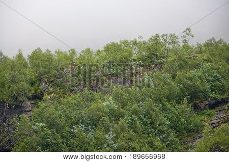 Fresh green forest in fog. Scenic landscape in Bindal in Nordland Norway on a sunny summer day.