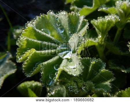 Detail Of Alchemilla Vulgaris Leaf With Drop Of Watter