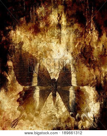 butterfly and abstract background. Old sepia effect