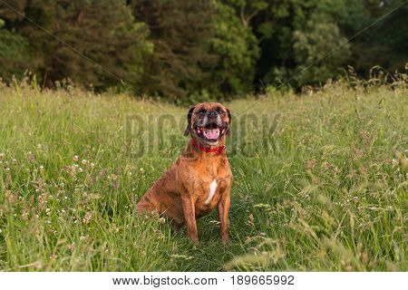 Cute Happy Dog Sitting In Long Grass Smiling