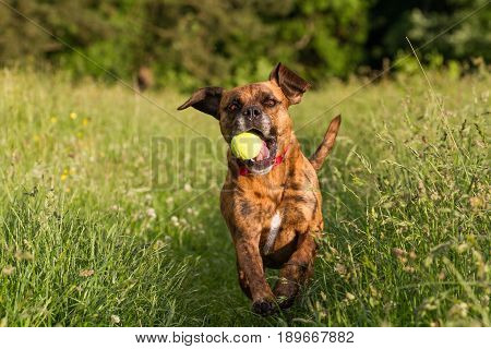 Cute Happy Dog Playing Fetch With Ball In Long Grass