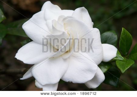 Classic Gardenia