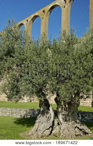 The ruins of an ancient aquaduct in Portugal with an olive tree in front of it.