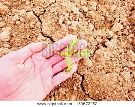 Farmer Hand Hold  Rapeseed In Spring Field. Agriculturalist Check Quality Of Flower, Pests