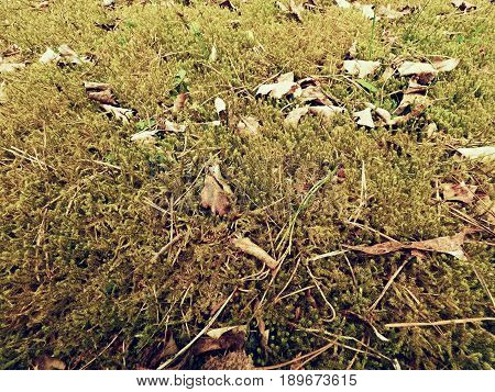 Forest Carpet. Old Leaves On Dry Moss In Forest. Dry Dusty Moss, Dry Pine Needles