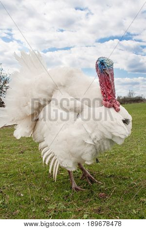 white turkey male or gobbler closeup on the blue sky background.