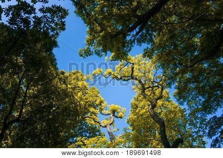 View on beautiful colorful Big Trees in front of a blue Sky. Growing Trees in the Forest.