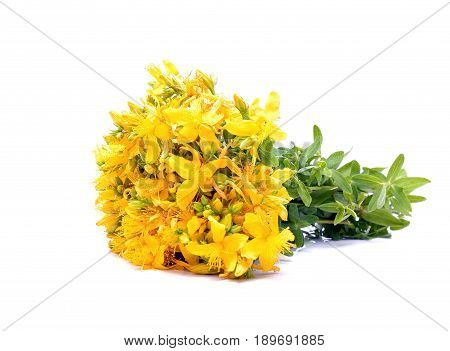 Common St. Johnswort flower isolated on white background