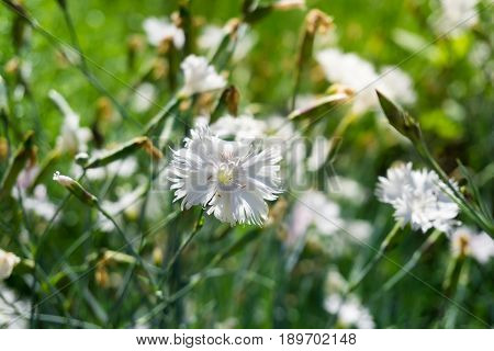 View on beautiful white Flowers on a Field. Blooming Garden Flowers in Sunlight. Dianthus plumarius
