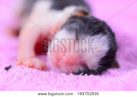 Cute newborn kitten sleeping on a purple towel as background.