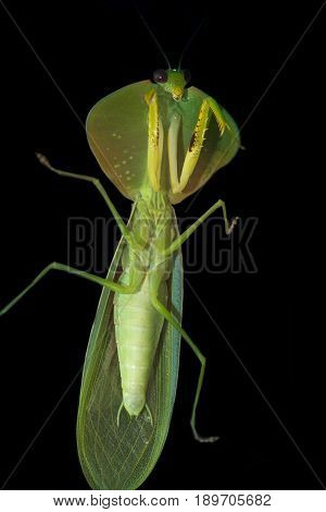 Choeradodis Rhombicollis Or Hooded Mantis