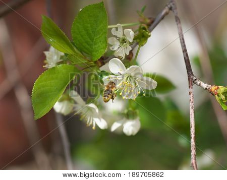 Honey Bee harvesting pollen from Cherry Blossombee collecting nectar from white cherry flower.