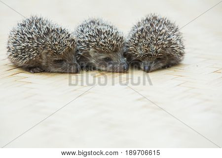 Three little Hedgehog portrait laying on the floor