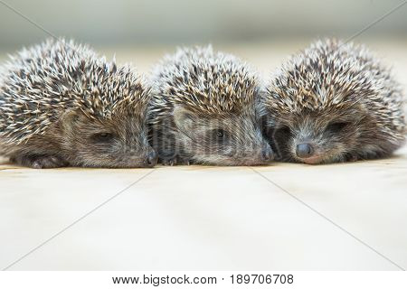 Three little Hedgehog portrait laying on the floor