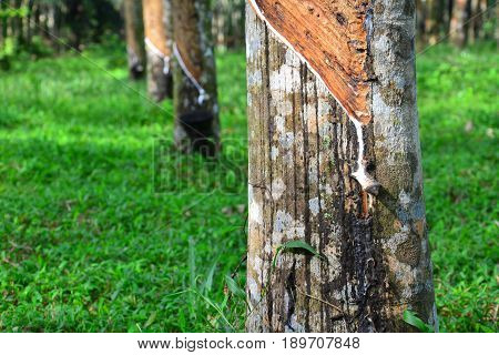 Close up and selective focus of rubber tree with latex flows (Hevea Brasilliensis) at Malaysia plantation.