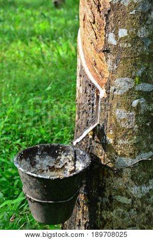 Close up and selective focus of rubber tree with latex flows (Hevea Brasilliensis) at Malaysia plantation.