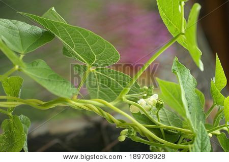 The Climbing plant tender white flower and green leaf.