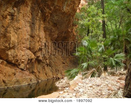 Kakadu Rock palmový