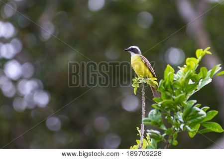 Great Kiskadee.(pitangus Sulphuratus)