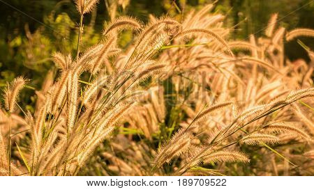 Close Up The Liliopsida