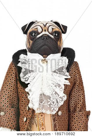 Toy pug dog in butler costume isolated on white background