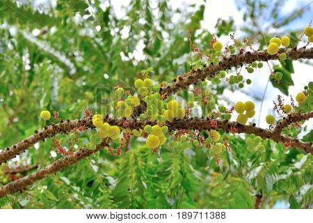 Bunch gooseberry.Phyllanthus acidus Native gooseberry fruit on sky background.