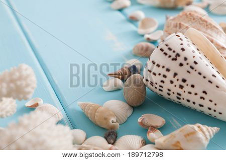 Seashells on blue wood, sea vacation background with copy space on wooden planks