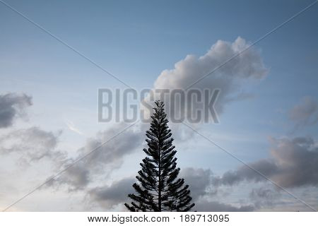 Silhouette of pine tree on clouds sky background.