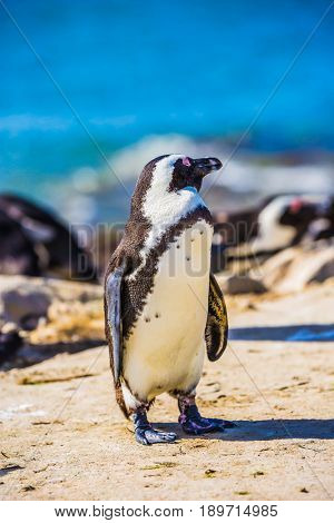 Table Mountain National Park, South Africa. The concept of ecotourism. African black - white penguin on the beach in Boulders Penguin Colony