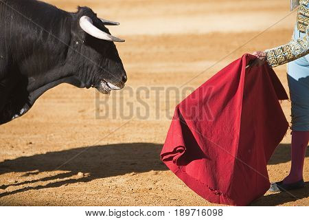 Bullfighter with the Cape in the Bullfight Spain