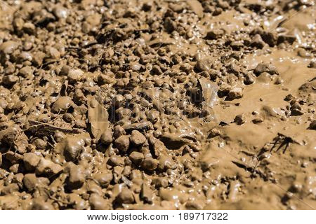 View on brown Earth, Wet Ground. Close-up of Damp Soil. Arable Land. Fertile Soil