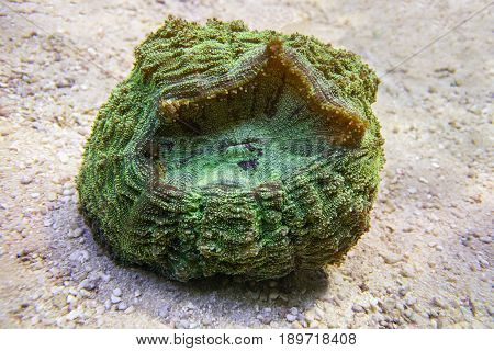 Green Scolymia coral. Donut Coral. Hard coral. Large polyp.