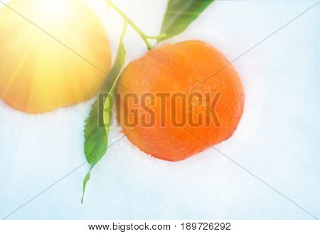 Oranges with green leaves in snow with before Christmas in sunny winter afternoon. closeup