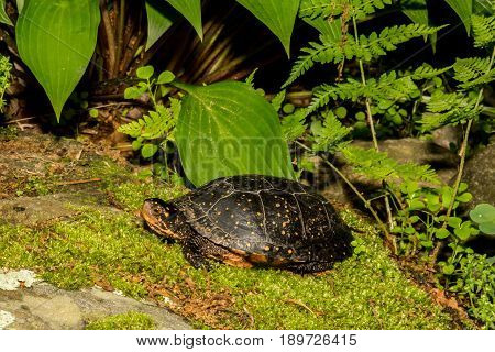 A Spotted Turtle crawling over a mossy stone.