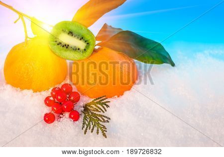 Christmas fruit in snow - orange red berries viburnum kiwi green leaf in snow before Christmas in sunny winter afternoon against the blue sky