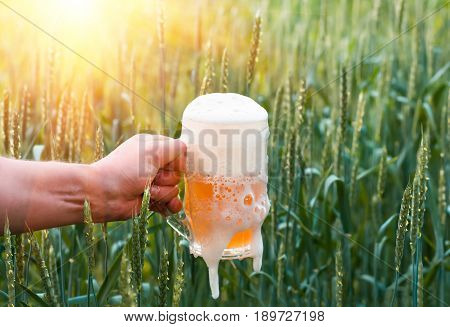 Unfiltered light beer in beer glass is held by a man's hand against the background of growing in the field of green barley from which is produced malt