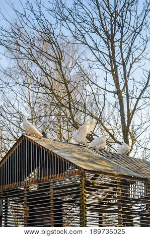 White pigeons on the roof of their dovecote. An old latticed dovecote from steel rods in the spring park at sunset.
