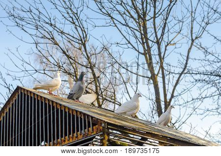 White pigeons on the roof of their dovecote. An old latticed dovecote from steel rods in the spring park at sunset.