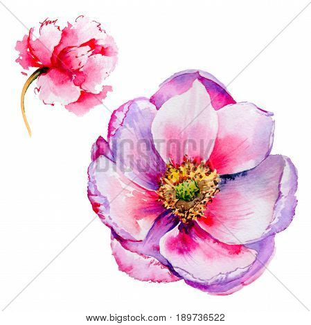 Wildflower tea rose flower in a watercolor style isolated. Full name of the plant: tea rose, hulthemia, rosa. Aquarelle wild flower for background, texture, wrapper pattern, frame or border.