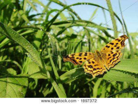 Vlinder op het gras