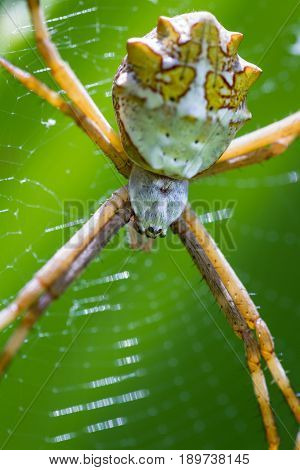 Large Tropical Spider