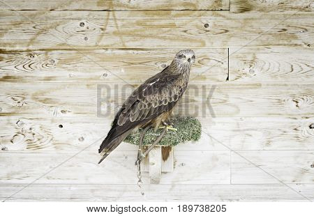 Captive Eagle Falconry