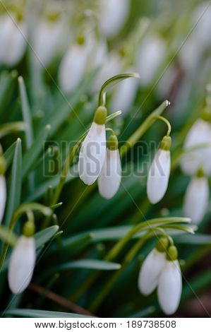 Delicate snowdrops in Nature / macro photography